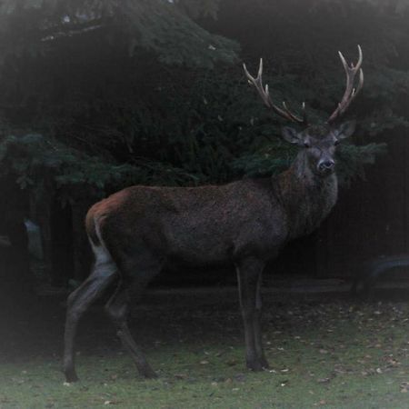 L'Eugenie Villa Pierrefonds Eksteriør billede